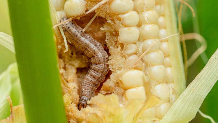 The Hidden Danger: Aflatoxins in Rotten Maize Due to Prolonged Rains in Central Uganda